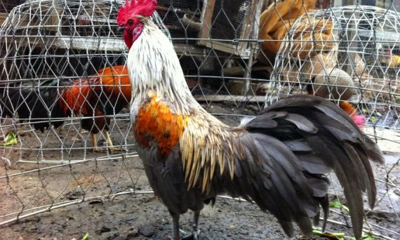 Đỉnh Giao Long Gà Đá: Vị Trí Tử Huyệt Được Các Sư Kê Quan Tâm 24 Dinh Giao Long Ga Da 1