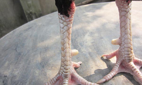 Ngón chân gà đá được phân biệt hay và dở như thế nào? 26 cach chon vay ga 2 1