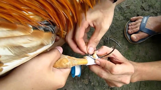 Chọn cựa gà đá bằng những kinh nghiệm có 1 không 2 21 chon cua ga da