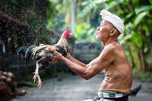 Hang Cua Gà Đá: Tầm Quan Trọng và Những Điều Cần Biết 9 hang cua ga da1