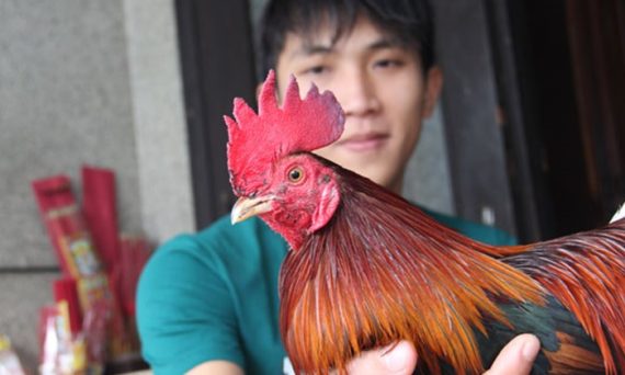 Mặt gà đá nơi hội tụ nhiều điểm sáng để nhận diện chiến kê 18 mat ga da dep