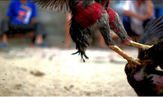 Tập chân cho gà đá đúng bài bản để thắng đối thủ dễ dàng 24 tap cha cho ga da