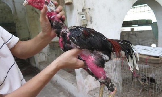 Ống Cần Của Gà Đá - Vị Trí Quan Trọng Nhưng Cũng Đầy Yếu Điểm 21 van co ga choi