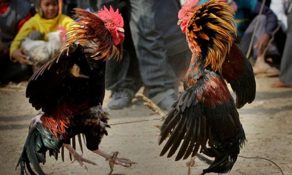 Đá gà Cam, Việt, Thái giống và khác nhau như thế nào? 20 da ga cam viet thai