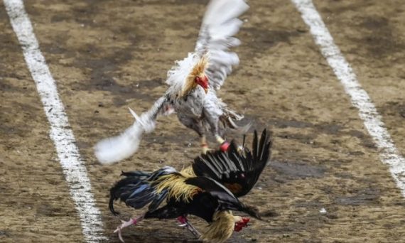 Lai gà đá hỗn hợp để tạo ra giống chiến kê top 1 15 Lai ga da hon hop