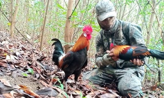 Thu phục gà rừng huấn luyện thành chiến kê siêu hay 27 Thu phuc ga rung hay