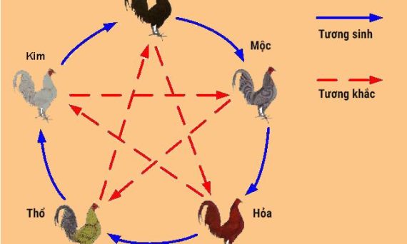 Tử vi đá gà rất quan trọng các sư kê cần biết 7 Tu vi da ga