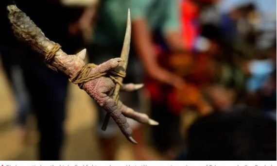 Độ cựa cho gà đá để gây sát thương cho đối thủ nặng hơn 21 cua ga da