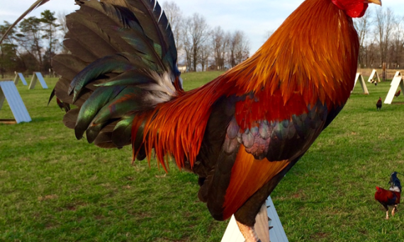 Đặc Tính Của Gà Đá khi huấn luyện cần phải hiểu rõ 21 dac tinh ga da