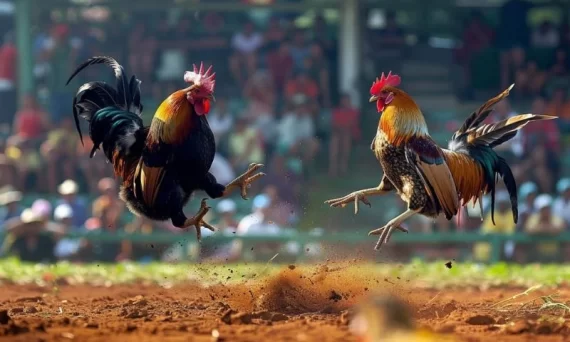 Đá gà giải ở Campuchia thu hút dân chơi mọi miền 12 daga campuchia1