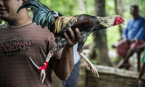 Các dòng gà đá siêu máu chiến của thế giới 18 dong ga da