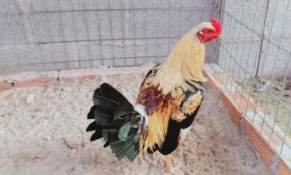 Giá gà đá sẽ tỷ lệ thuận với độ hay độ tài của chiến kê 4 gia ga da