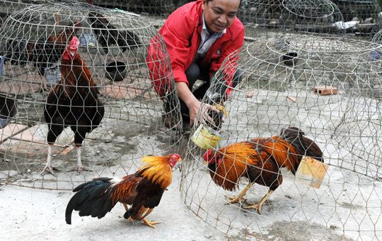 Kiến thức đá gà đỉnh cao là như thế nào? 1 kienthuc daga