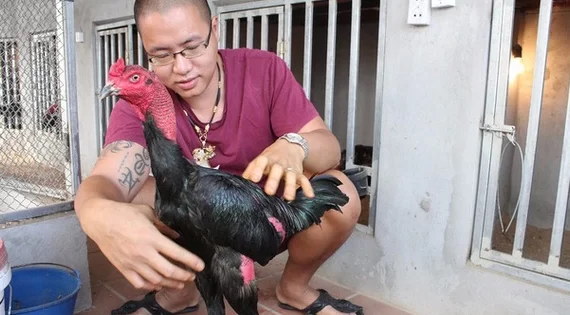 Huấn luyện tâm lý gà đá mạnh mẽ để thi đấu không bỏ chạy 4 tam ly ga da