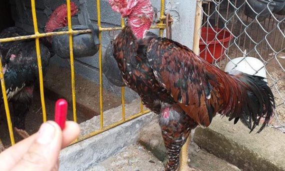 Chữa Thương Cho Gà Đá phải đúng và đủ quy trình cần thiết 12 Chua Thuong Cho Ga Da