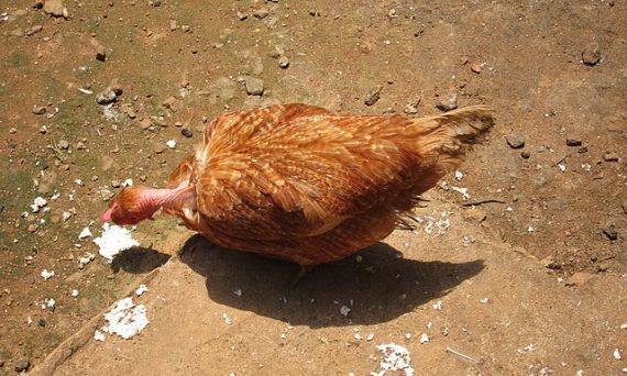 Gà Moravia đáng để nuôi và phát triển kinh tế 15 Ga Moravia