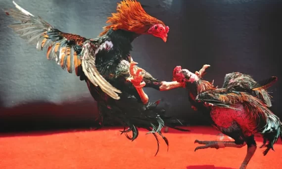 Hệ sinh thái đá gà qua mạng ngày càng lớn mạnh cùng nhà cái 16 He sinh thai da ga