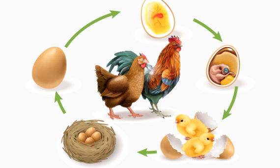 Vòng đời gà đá trải qua những giai đoạn nào? 28 vong doi ga da