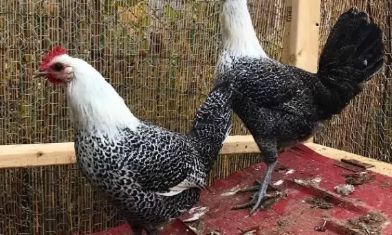 Gà Ai Cập Fayoumi giống gà siêu trứng số 1 thế giới 1 Ga Ai Cap Fayoumi