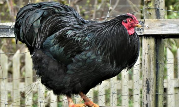 Gà Australorp giống mang lại sản lượng trứng top 1 10 Ga Australorp1