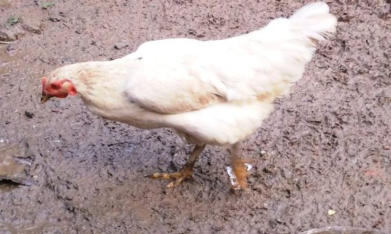 Gà BE giống gà thịt cao sản đáng nuôi 25 Ga BE