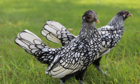 Gà Bantam: Giống Gà Kiểng Siêu Đẹp Của Indonesia 22 Ga Bantam1