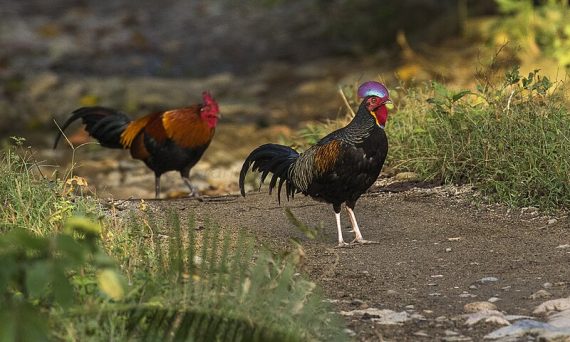 GÀ BEKISAR - GIỐNG GÀ RỪNG LAI ĐẶC BIỆT NHẤT 25 Ga Bekisar 1