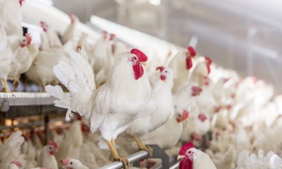 Gà Bovans: Giống gà siêu đẻ, thích nghi mọi điều kiện và trứng siêu to 3 Ga Bovans