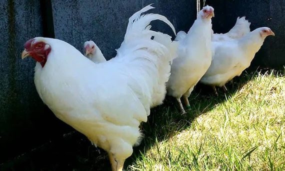Gà Chantecler chính là giống sản lượng trứng thịt cao 6 Ga Chantecler