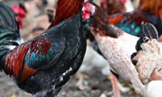 Gà Cobb quá nhiều đặc tính tốt để nuôi 24 Ga Cobb