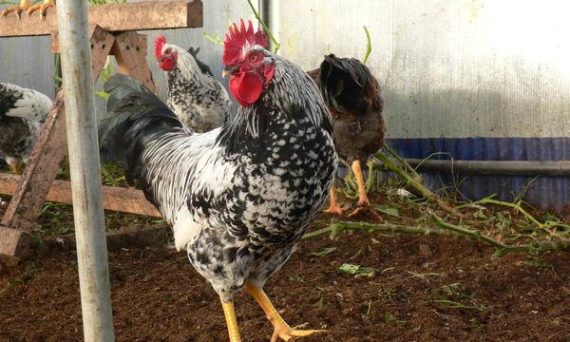 Gà Dekalb – Giống thương phẩm lấy trứng số 1 trên thế giới 6 Ga Dekalb1