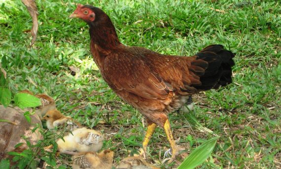 Gà Kampong chính là giống gà lai Indo và Malai thịt siêu ngon 19 Ga Kampong