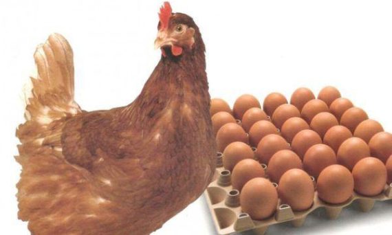 Gà Shaver sản lượng trứng đáng gờm trong các giống gà 3 Ga Shaver san luong trung dang gom trong cac giong ga