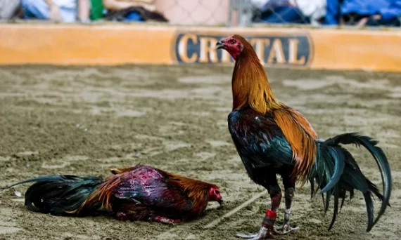 Gà chọi Pêru thần kê chiến tướng mọi trường đấu 16 Ga choi Peru