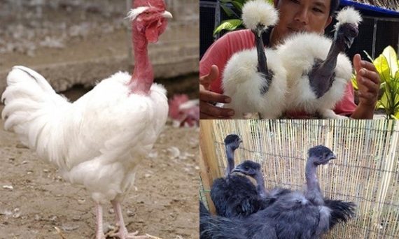 Gà cổ trụi mang giá trị thương phẩm cao top 1 7 Ga co trui