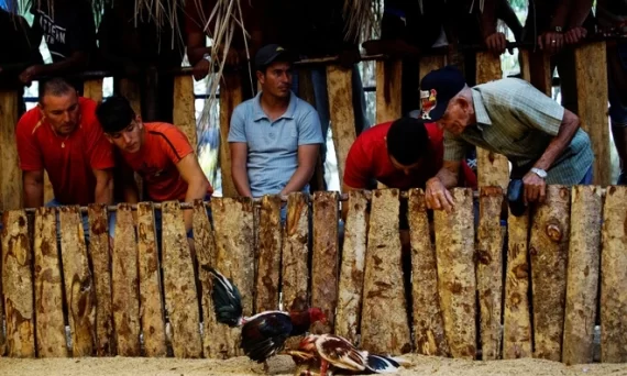 Gà chọi Cubalaya mang nét đẹp bản sắc dân tộc 22 choi ga cuba