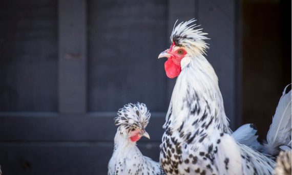 Gà Appenzeller dùng để làm kiểng và sản lượng trứng siêu khủng 4 ga Appenzeller