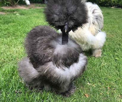 Gà Showgirls mệnh danh Gà nữ hoàng chuẩn khỏi bàn 9 ga Showgirl