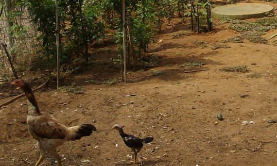 Gà Kabir là giống gà thả vườn siêu đỉnh 4 ga kabir