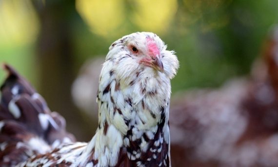 Gà Orloff giống gà nổi tiếng từ nước Nga 15 ga nga