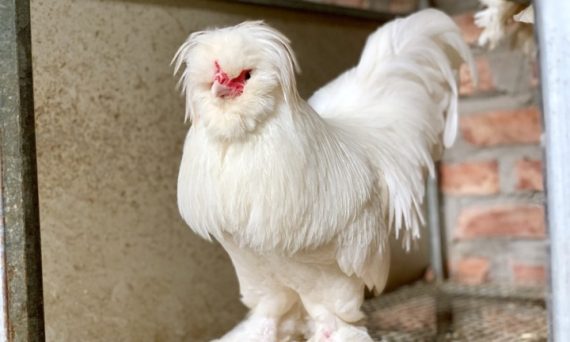 Gà Sultan – Giống gà trắng làm kiểng siêu độc lạ 13 ga sultan 1 1