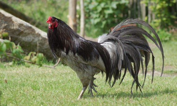 Gà chọi Satsumadori giống chiến kê đỉnh cao Nhật Bản 1 Blauwe sumatra 1