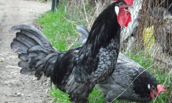 Gà Andalusia giống gà nổi tiếng khu tự trị Tây Ban Nha 25 Ga Andalusian1