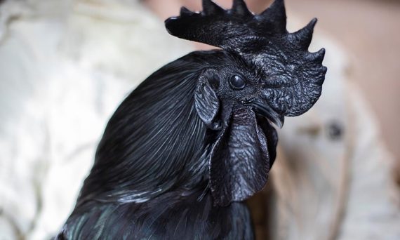 Gà Ayam Cemani là giống gà đen siêu đặc biệt của Indo 10 Ga Ayam Cemani