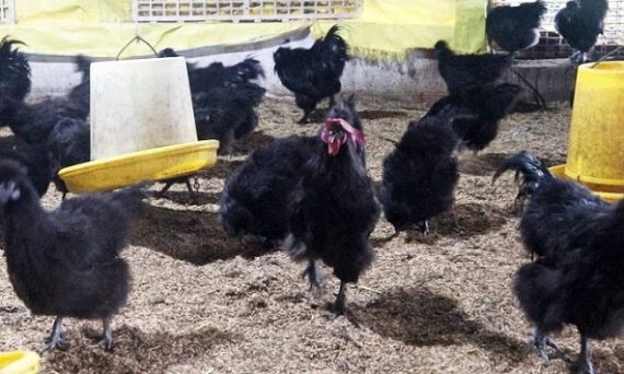 Gà Hắc Phong được đánh giá cao về năng xuất thịt và trứng 7 Ga Hac Phong