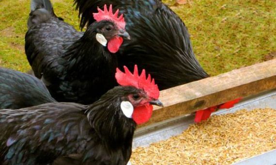 Gà Minorca ngoại hình đặc biệt sắp tuyệt chủng 28 Ga Minorca