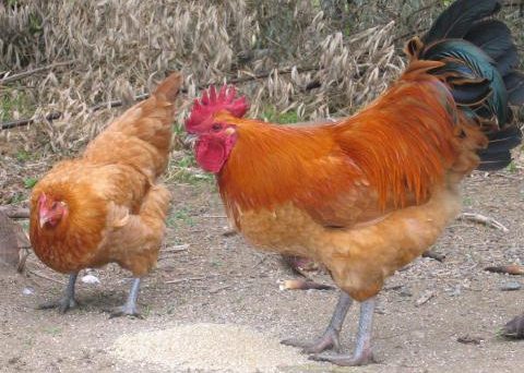 Gà Nagoya một giống gà thương phẩm cao thả vườn Nhật Bản 4 Ga Nagoya