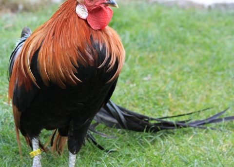 Gà Ohiki là giống gà kiểng đuôi dài độc lạ Nhật Bản 25 Ga Ohiki ga duoi let hay Vi due ke