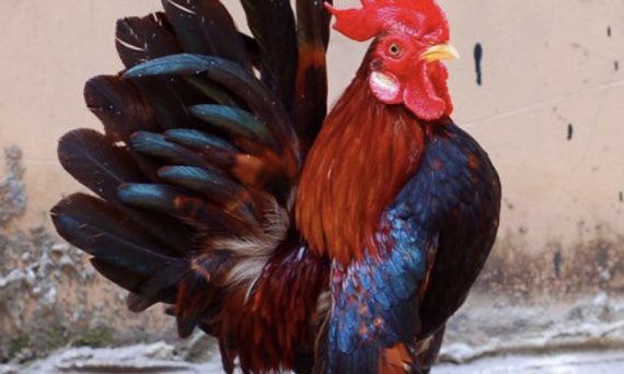 Gà Serama giống gà chơi kiểng độc đáo từ Mã Lai 16 Ga Serama