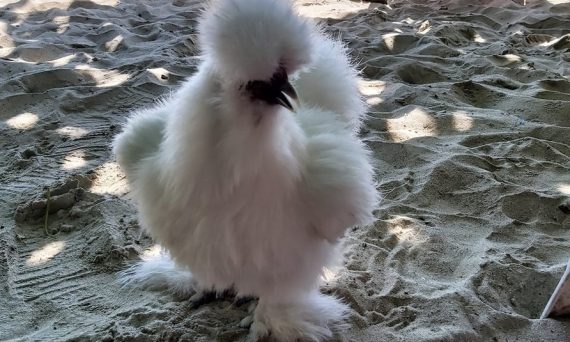 Gà lông xù siêu đẹp giá siêu đắt đỏ đến từ Trung Quốc 10 Ga long xu